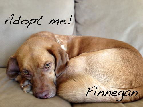 Finnegan