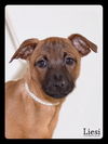 Liesl-Foster Needed