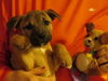 Brigitta