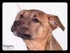 Brigitta