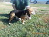 Bailey