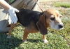 Bailey
