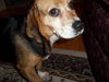 Bailey