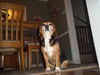 Bailey