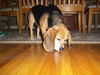 Bailey