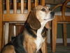 Bailey