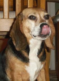 Bailey