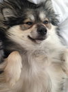 Cooper