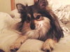 Cooper