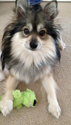 Cooper