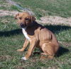 Gracie- Puppy