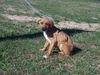 Gracie- Puppy
