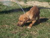 Gracie- Puppy