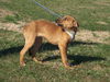 Gracie- Puppy