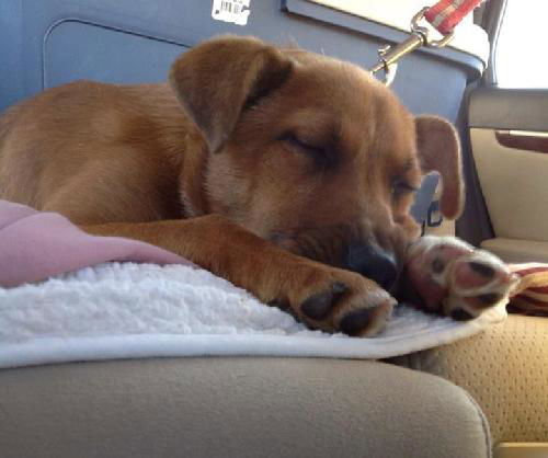 Gracie- Puppy