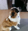 Dixie