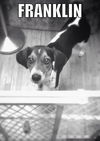 Frankie-Medical donations needed