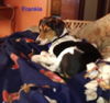 Frankie-Medical donations needed