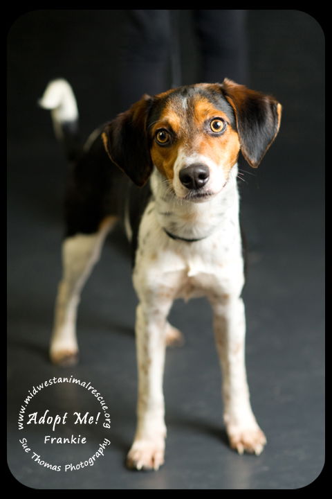 Frankie-Medical donations needed