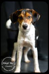 Frankie-Medical donations needed