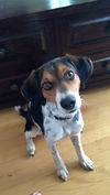 Frankie-Medical donations needed