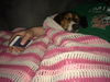 Frankie-Medical donations needed