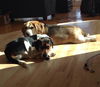Frankie-Medical donations needed