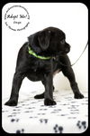 Onyx