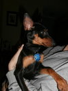 Buddie