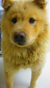 Skyler