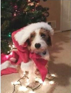 Baxter