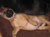 Dasher