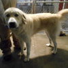 Della - Foster Needed by 12/21
