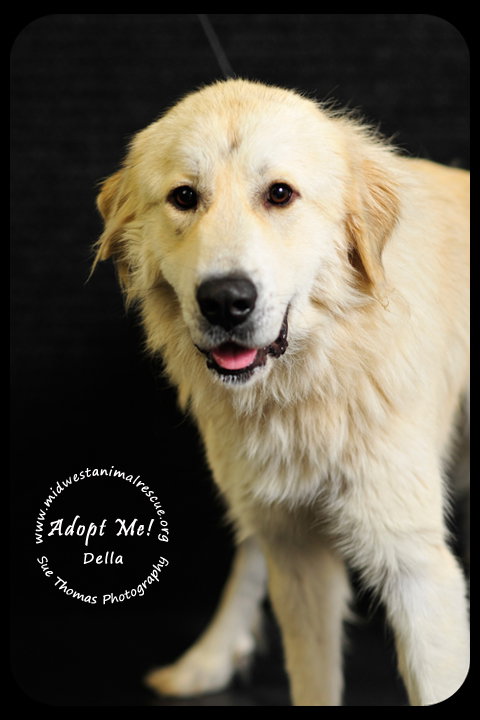 Della - Foster Needed by 12/21