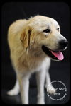 Della - Foster Needed by 12/21