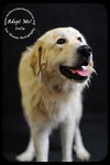 Della - Foster Needed by 12/21