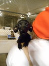 Pipsqueak-Puppy