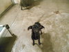 Pipsqueak-Puppy