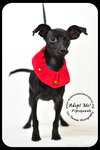 Pipsqueak-Puppy