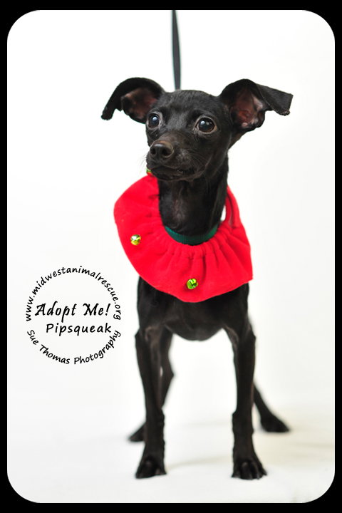 Pipsqueak-Puppy