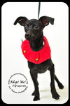 Pipsqueak-Puppy