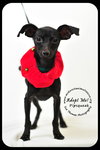 Pipsqueak-Puppy