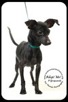 Pipsqueak-Puppy
