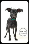 Pipsqueak-Puppy