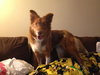 Roxy
