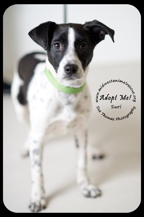 Suri