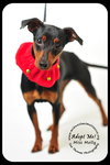 Miss Molly