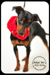 Miss Molly