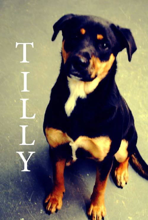 Tilly