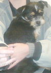 Stitch Puppy